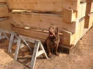 Every yard needs a "log dog"!